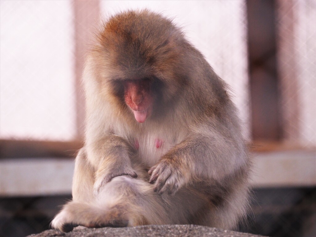 舌が出たままですよ。