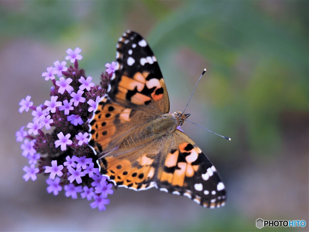 花から花へ　飛び立つ蝶。P9220319 (3)