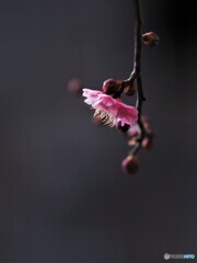 紅梅が咲く。