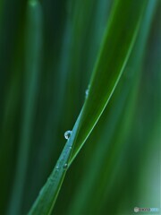 雨上がり２　