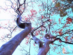 空に向かって背伸びしてPB050311 (3)