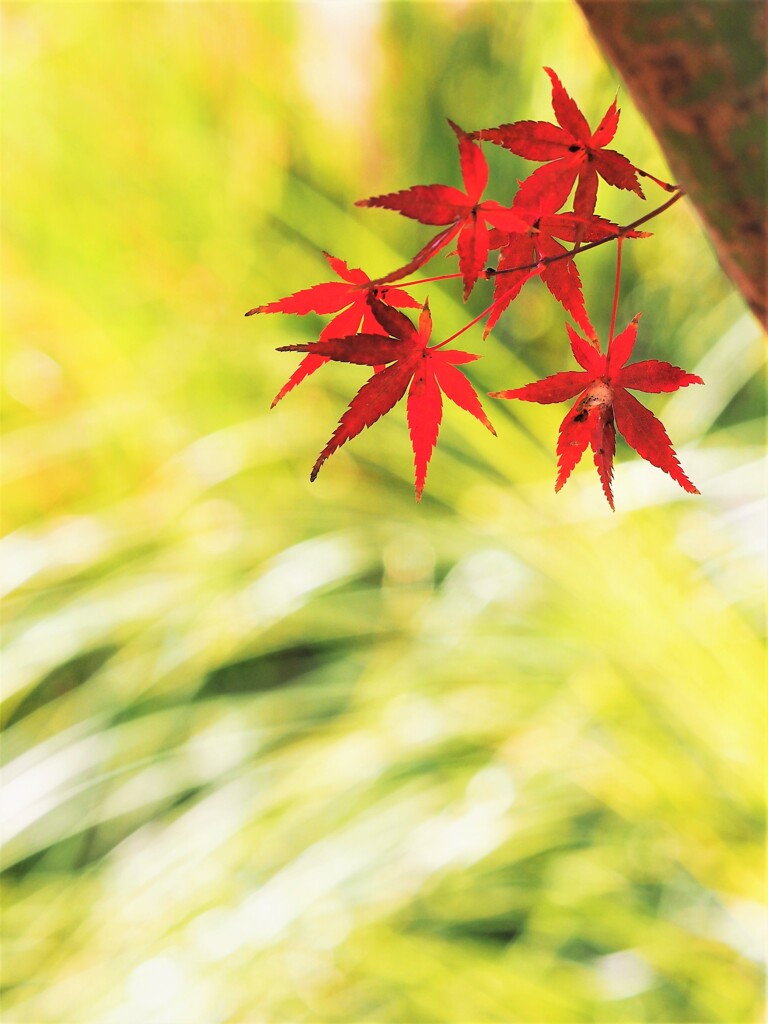 今もまだ美しく、艶やかに。