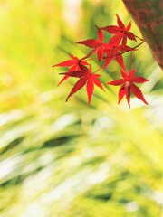 今もまだ美しく、艶やかに。
