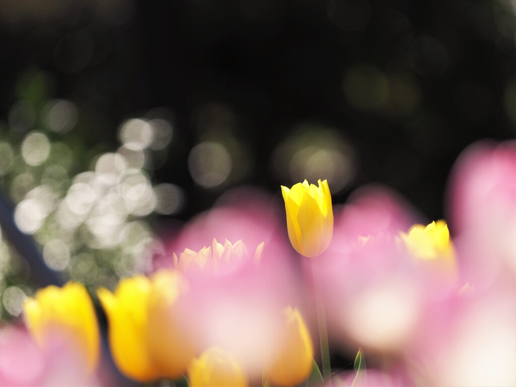 アイスチューリップ　１