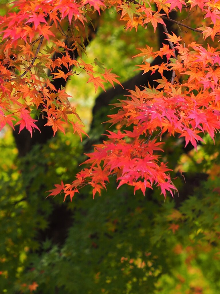 神奈川病院の紅葉２