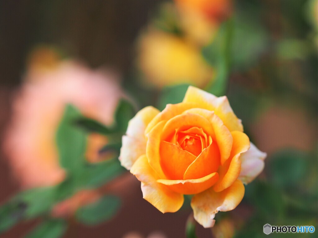 秋薔薇PB040267 (2)