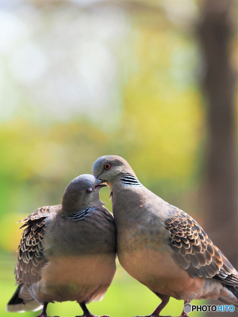 LOVEP4021429 (4)