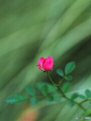 小さな薔薇PB040131 (2)
