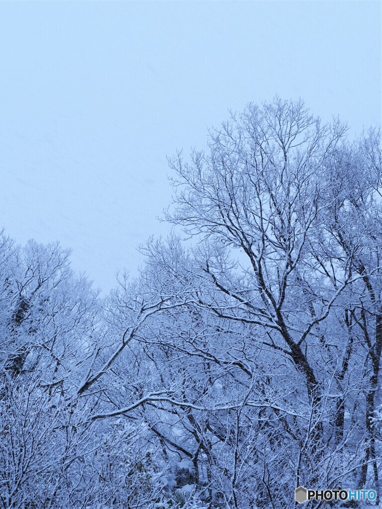 森に降る雪