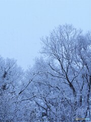 森に降る雪