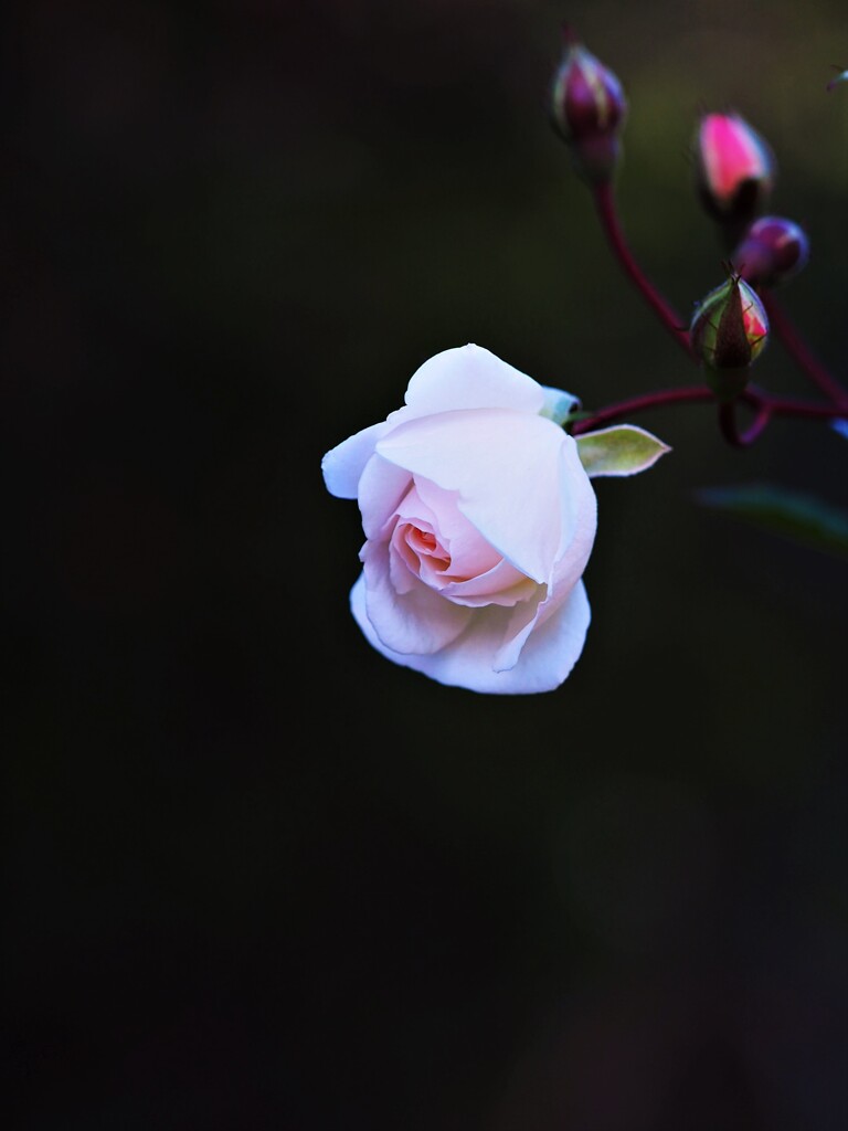 １２月の薔薇