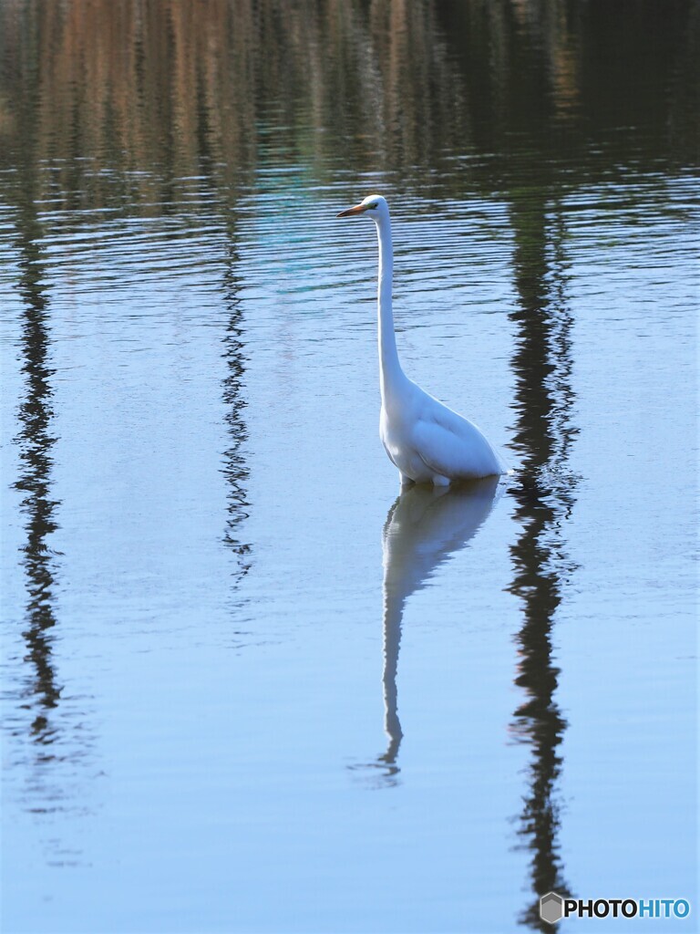 静かな池で