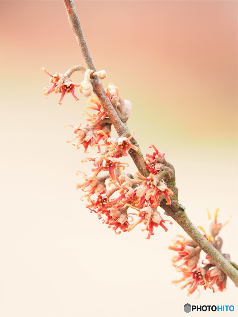 マンサクの花