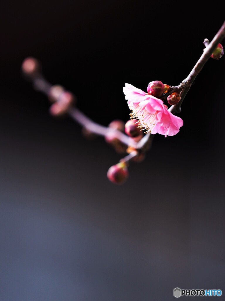 紅梅が咲く　２