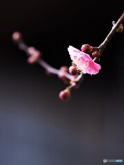 紅梅が咲く　２