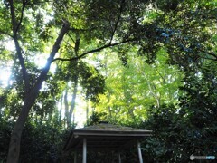 森の中の東屋PB080372 (2)
