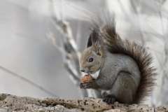 エゾリス2021 冬