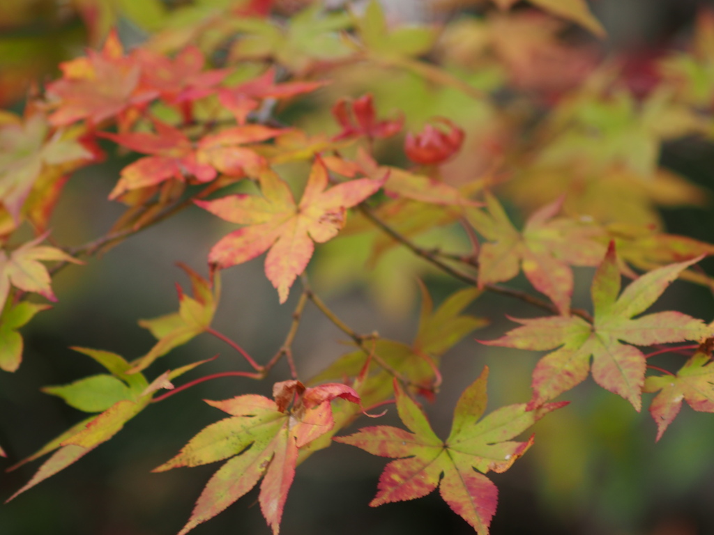 紅葉2021-6