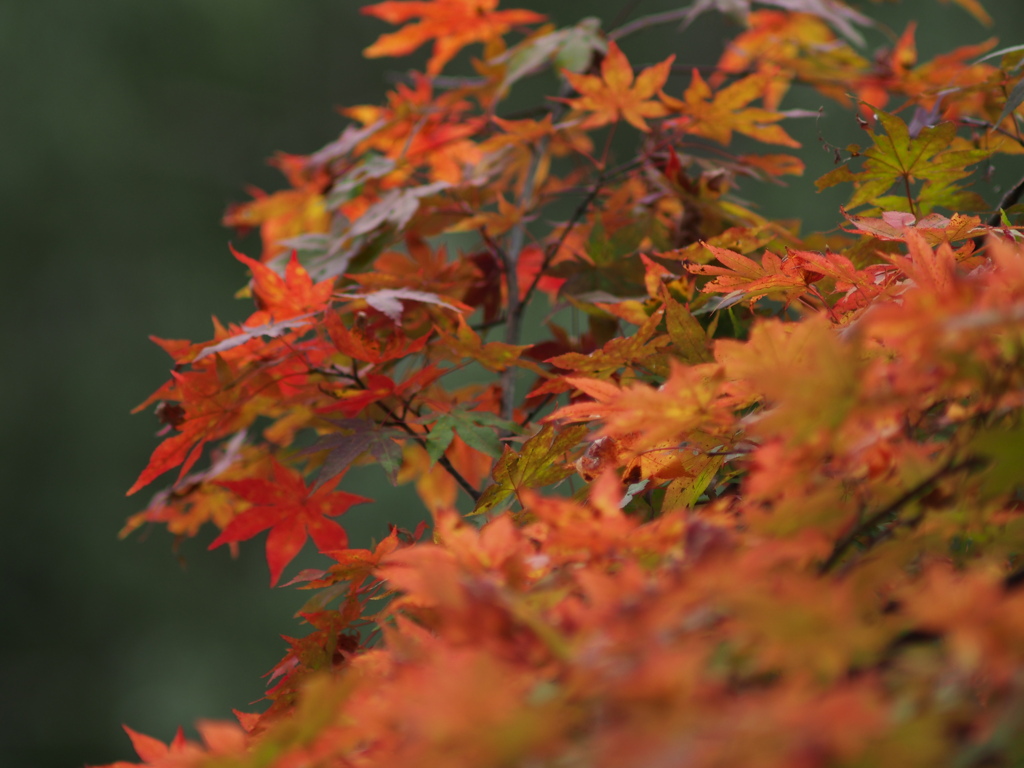 紅葉2021-2
