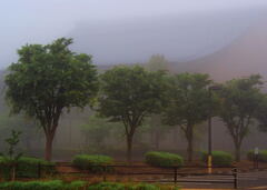 朝霧の風景