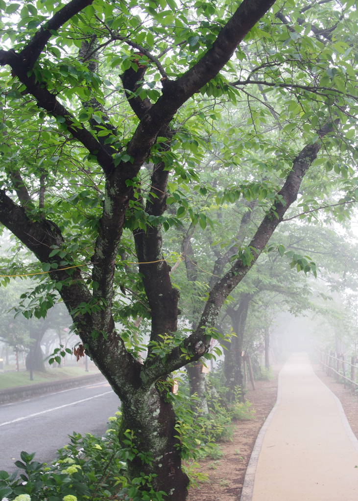 朝霧の風景