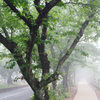 朝霧の風景
