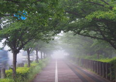 朝霧の風景