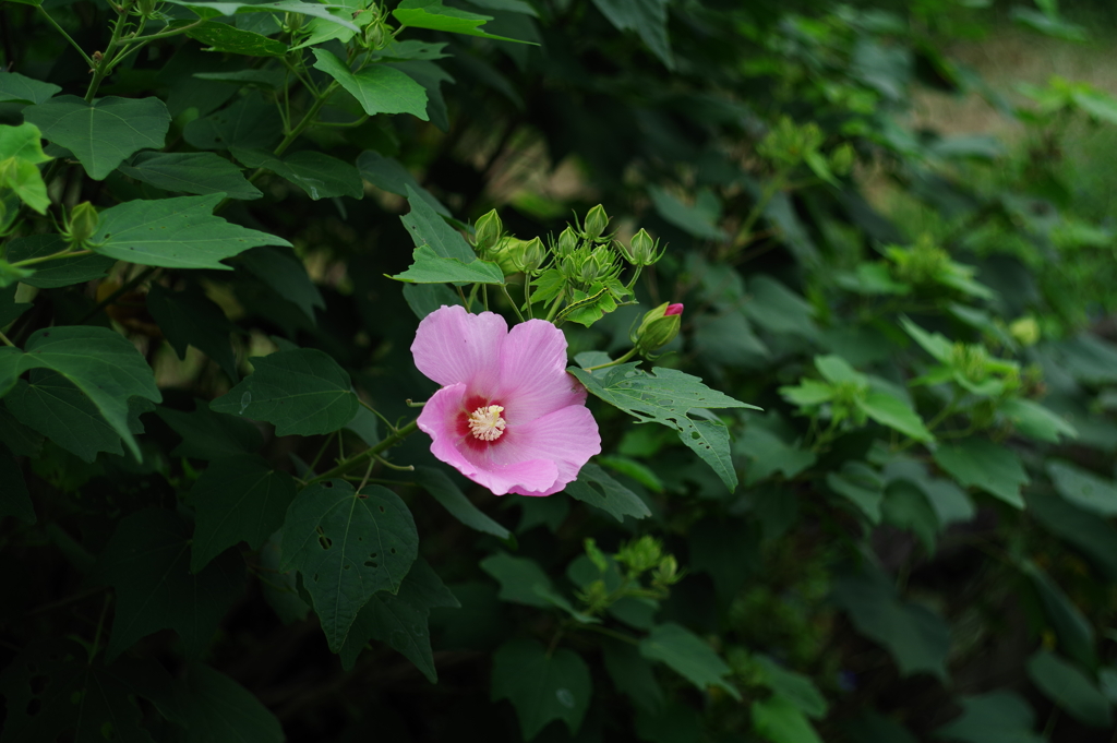 芙蓉　浜梨は売り切れて