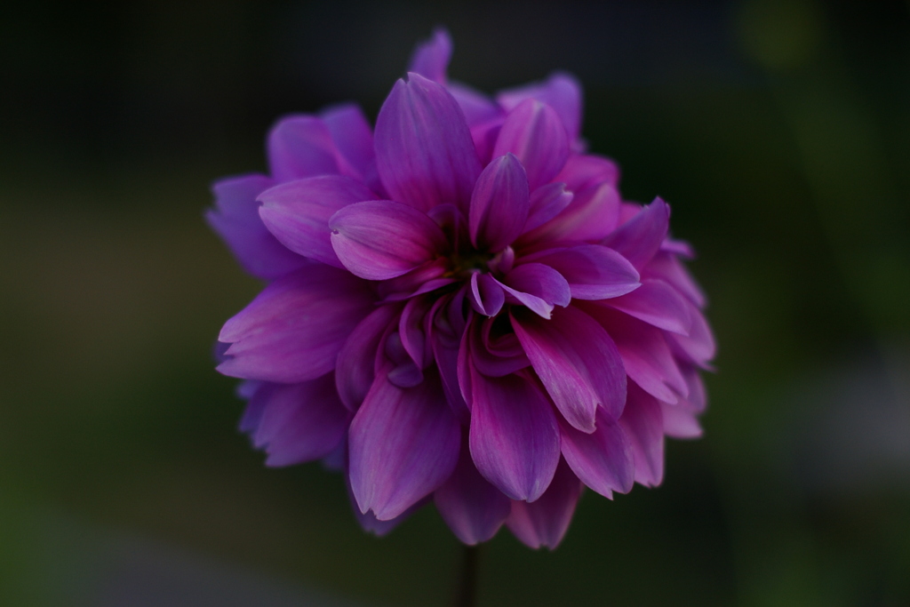 Dahlia