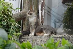 猫写日和63