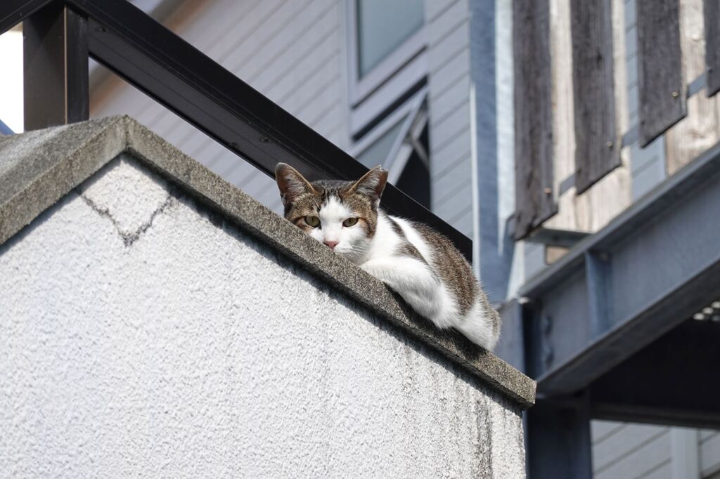 猫写日和76