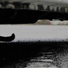 猫写日和101