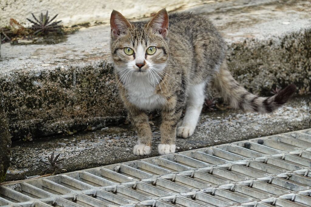 猫写日和102