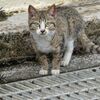 猫写日和102
