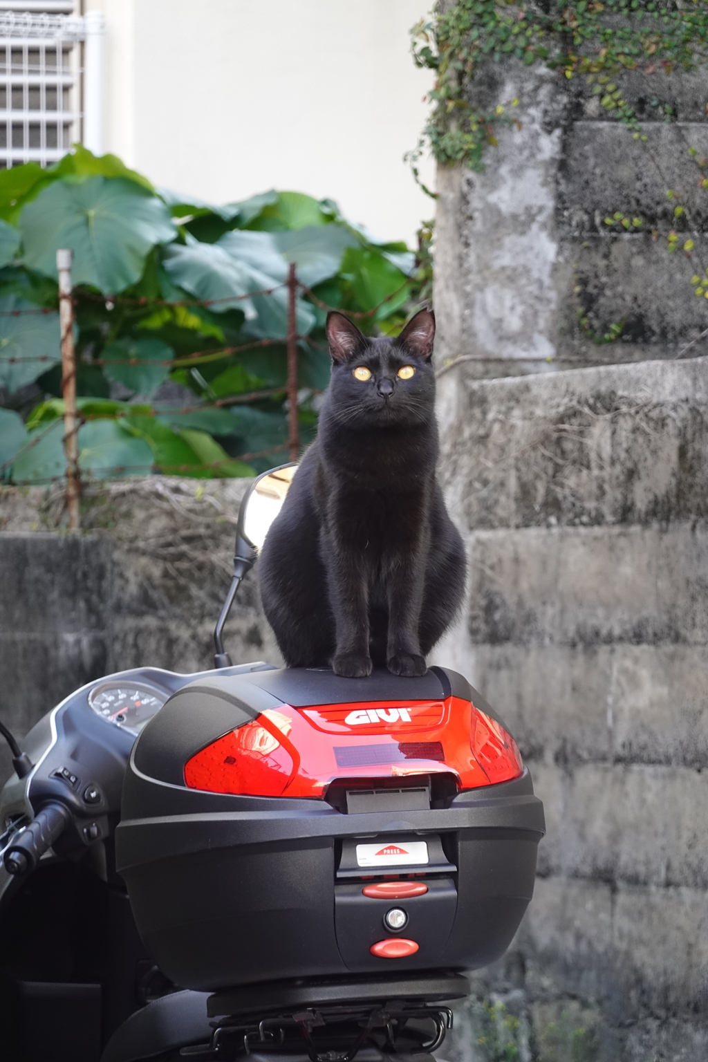 猫写日和103