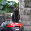 猫写日和103