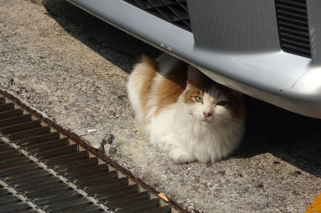 猫写日和58