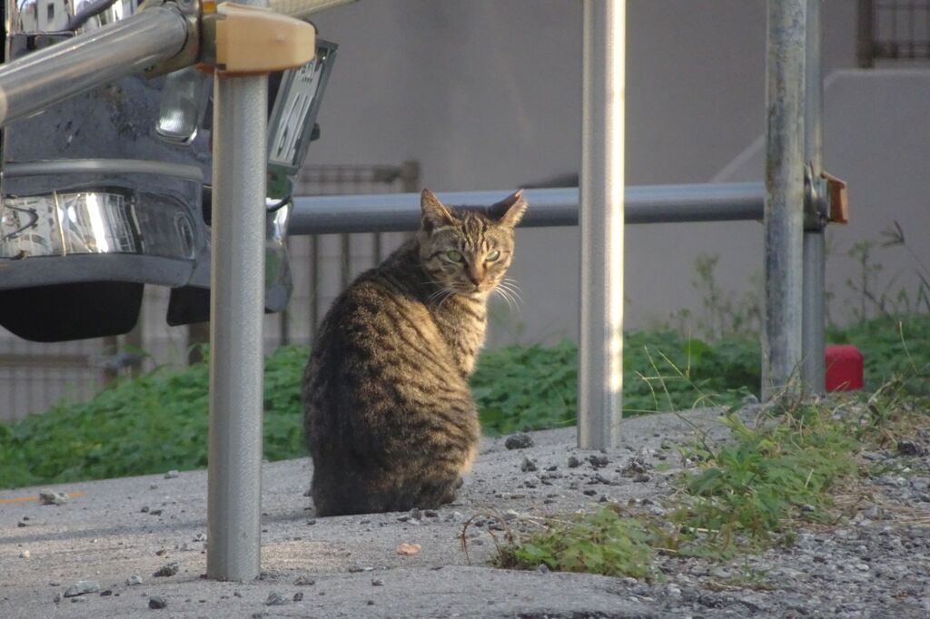 猫写日和29