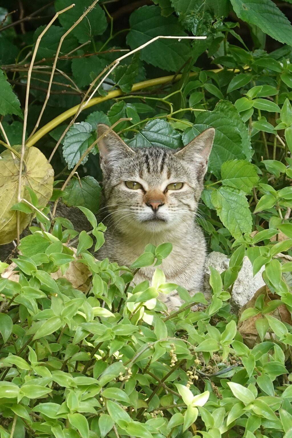 猫写日和108