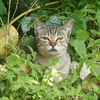 猫写日和108