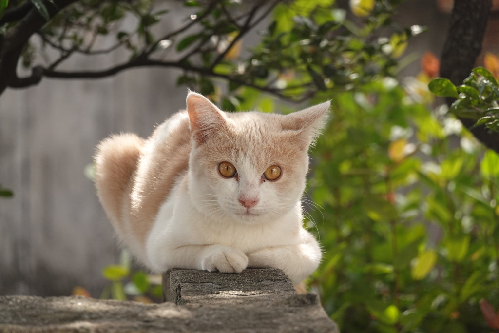 猫写日和69
