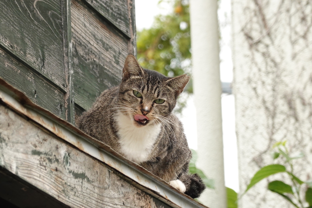 猫写日和68