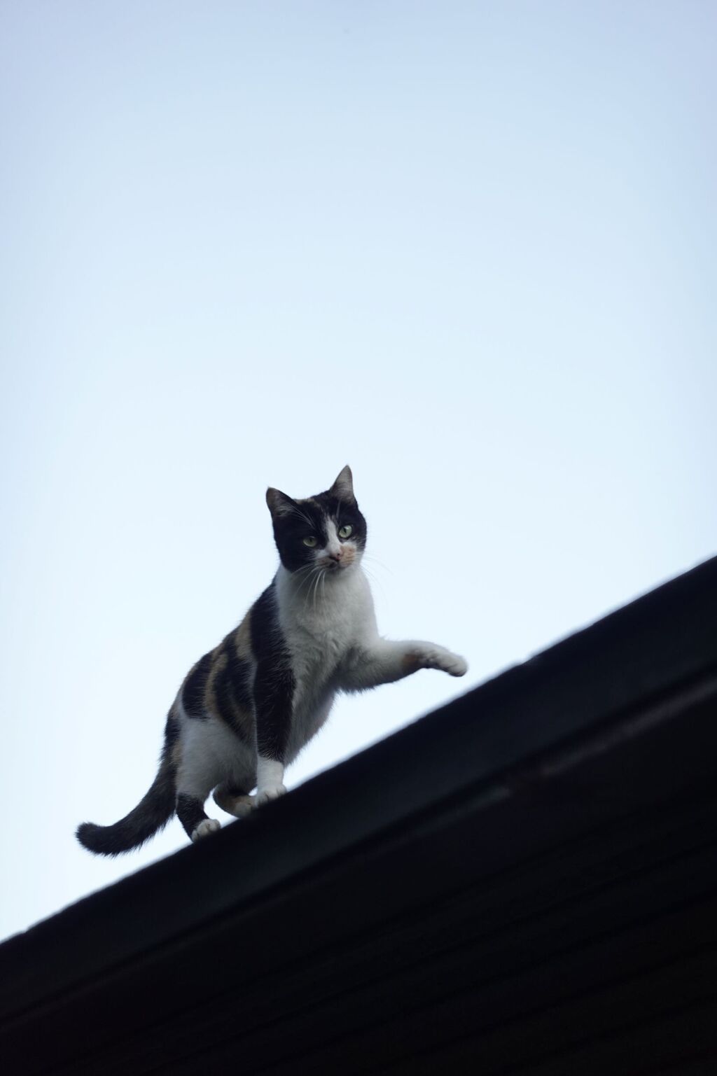 猫写日和１００