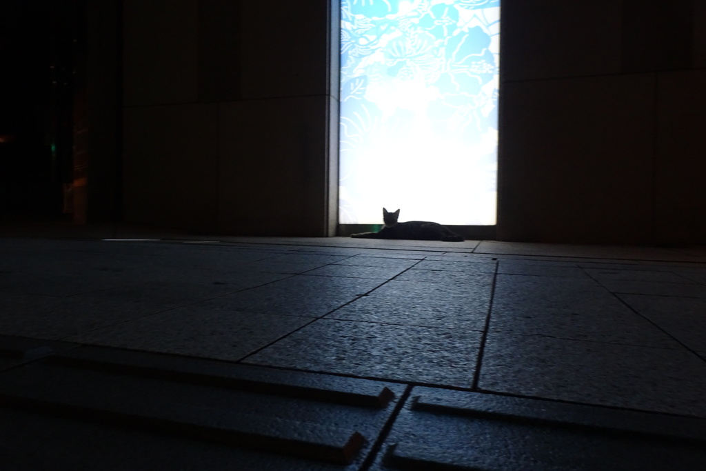 猫写日和10