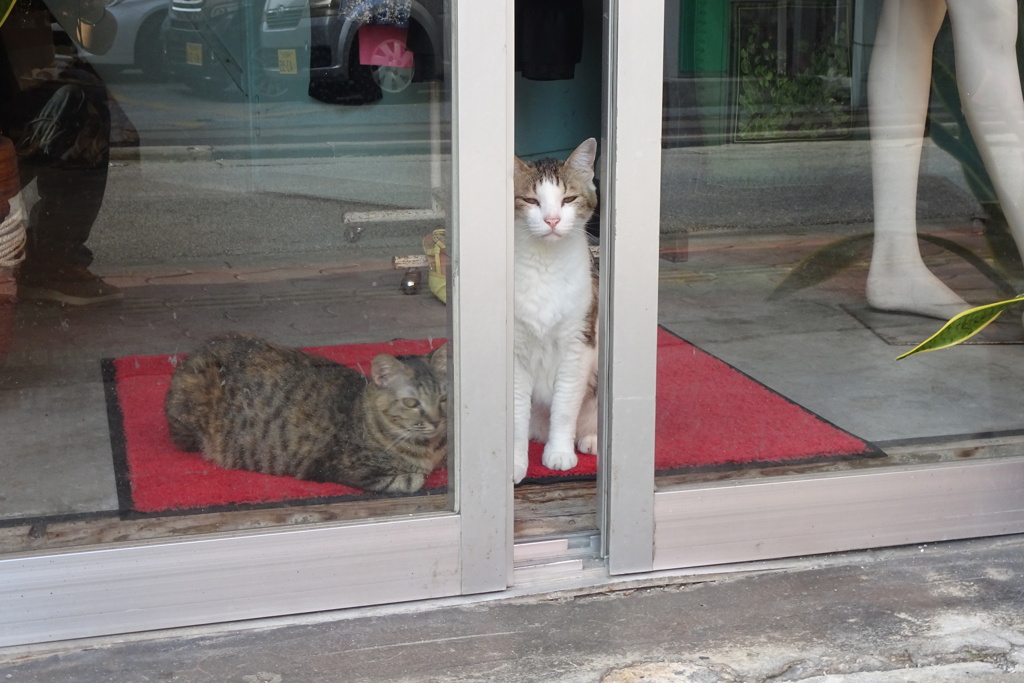 猫写日和19