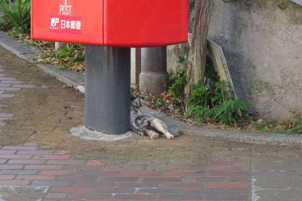 猫写日和９