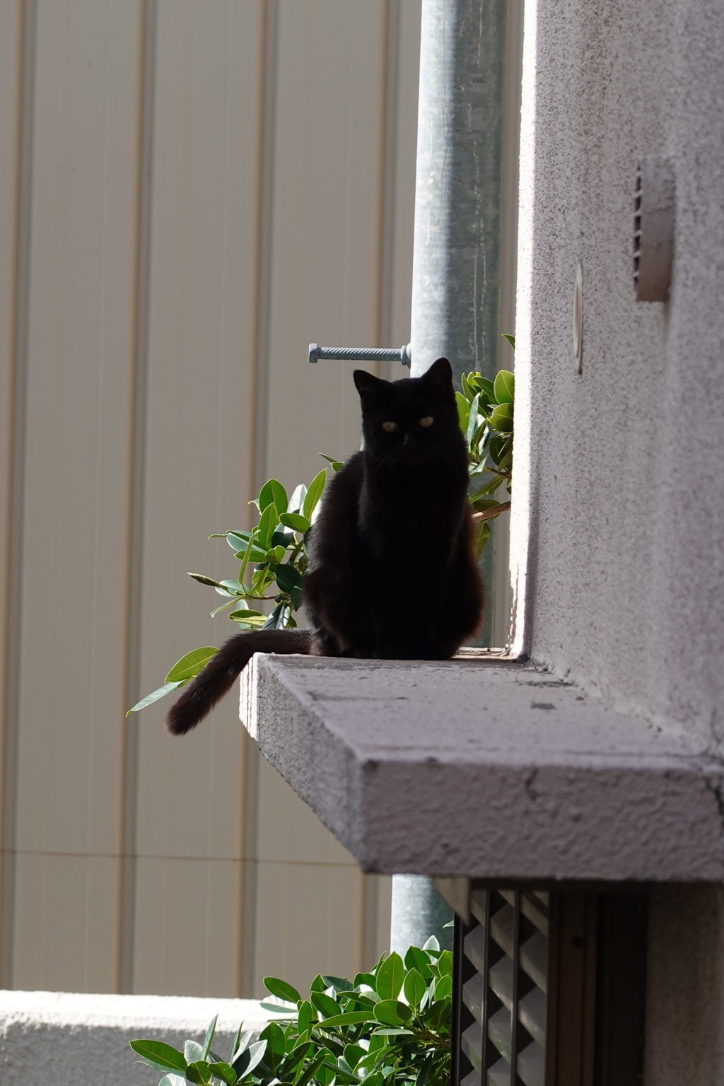 猫写日和83