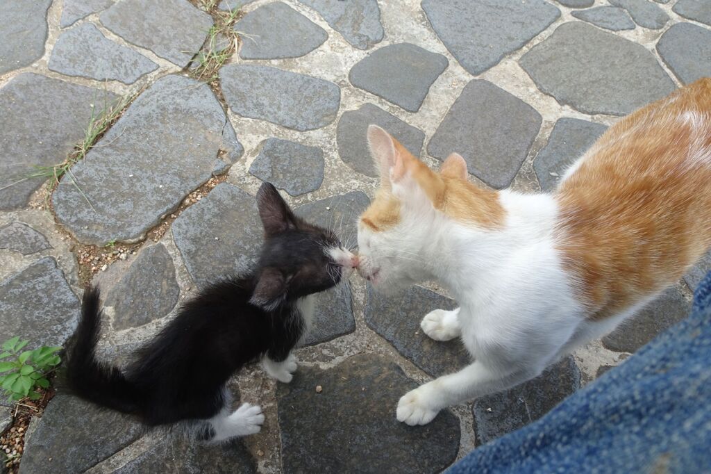 猫写日和62