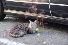 猫写日和54