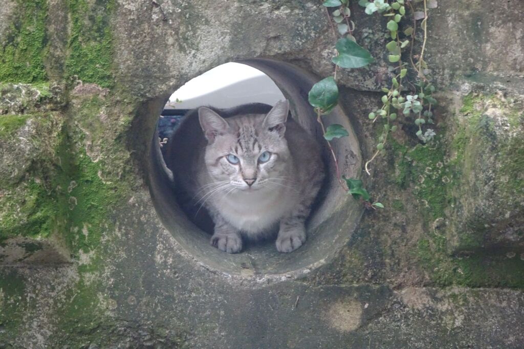 猫写日和８
